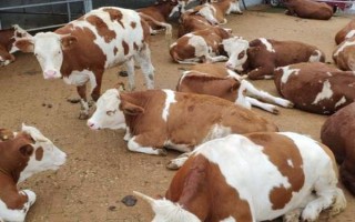 養(yǎng)100頭牛需要投資多少錢，大約合計(jì)1251000元左右