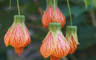 盆栽網(wǎng)紋懸鈴花的方法，在春秋季節(jié)栽種為佳