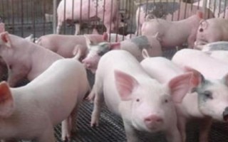 養(yǎng)豬遇到水災(zāi)如何處理，可加深排水溝、加高豬舍門檻