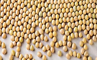 佳豆45大豆種子特征特性，低肥力地塊4萬株