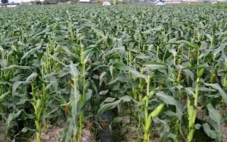 現(xiàn)代118玉米品種簡介，4月下旬至5月初播種