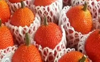 木鱉果是什么水果，是一種多年生藤本植物的果實(shí)