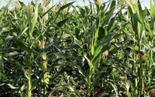 GD2002玉米種子特征特性，密度5000株/畝左右