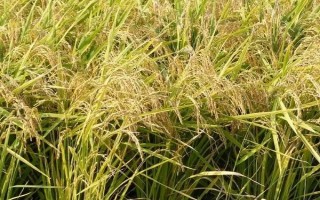新兩優(yōu)215水稻品種簡介，中秈兩系雜交稻品種