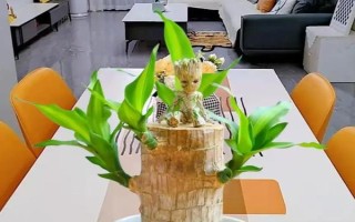 巴西木冬天怎么養(yǎng)，要將其搬到室內(nèi)溫暖的環(huán)境下養(yǎng)護