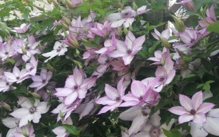 冬天室外凍不死的綠植有哪些，常見的有牡丹、梅花、鐵線蓮等
