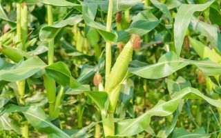 元華116玉米種子特征特性，中等肥力以上地塊種植