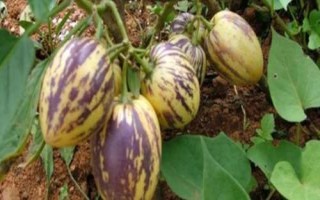 香瓜茄的種植方法，可以采取盆播或穴盤育苗