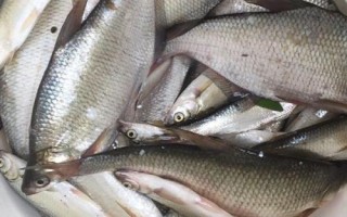 金海夕魚鉤適合釣什么魚，適合釣鯽魚、羅非魚、鲴魚等