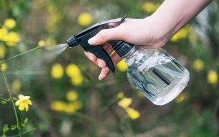 哪種桂花比較耐寒，丹桂可以忍耐零下13℃左右的低溫