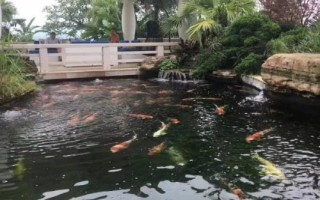 讓庭院魚(yú)池水變清澈的方法，種植水草可改善水質(zhì)