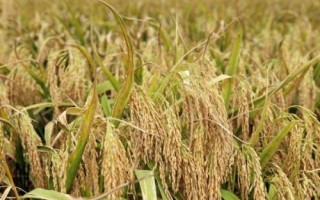 圳兩優(yōu)2018水稻品種的特性，4月中下旬播種