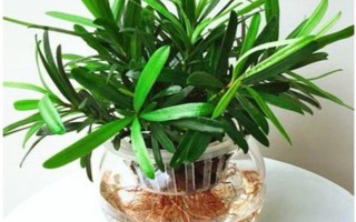 羅漢松怎么水培，需定期向容器中添加營養(yǎng)液