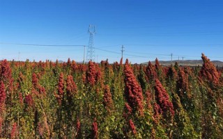 種植藜麥的前景，當(dāng)前市場(chǎng)需求大前景可觀