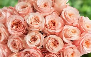 秋季適合種哪些花，可以種菊花、桂花、蝴蝶蘭等