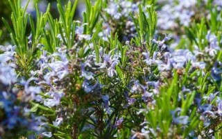 迷迭香的花語，是愛情、忠貞和友誼的象征