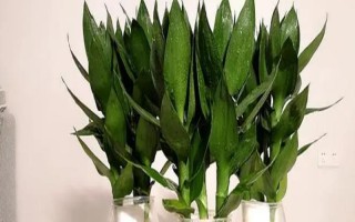 觀音竹的水培方法，首先需根據(jù)花瓶的高度將瓶口下的葉子全部剪掉