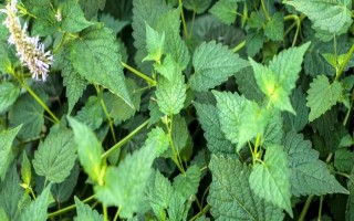 藿香的種植方法，苗高3cm及時(shí)間去過(guò)密苗