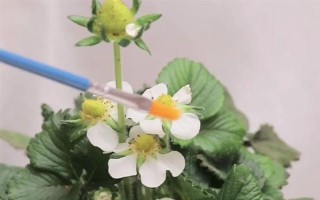 哪些因素會(huì)影響草莓膨大，主要有種子、溫度、光照等5個(gè)原因