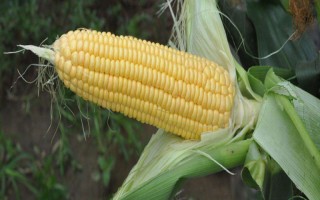 德單129玉米種子簡介，中抗大斑病
