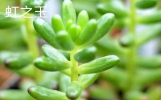 虹之玉錦掉葉怎么解決，水量過少要增加澆水頻率