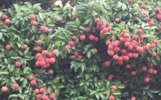 懷枝荔枝的特點，果皮暗紅、果頂渾圓、單果重達到20克