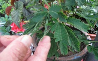 含羞草的水培方法，選擇無(wú)病蟲(chóng)害的小苗水培
