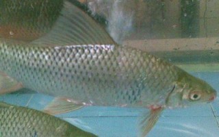 鯪魚簡(jiǎn)介，是常見(jiàn)的淡水魚類
