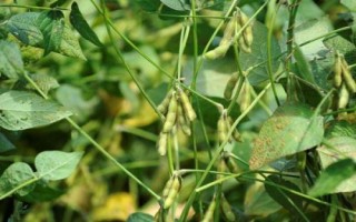 中龍豆1號大豆品種的特性，5月上旬播種
