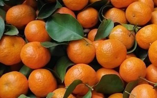 沙糖桔的產(chǎn)地，當(dāng)前主產(chǎn)于廣東、廣西等地