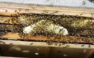 蜜蜂自然分蜂的過(guò)程，首先工蜂會(huì)在巢門(mén)前聚集