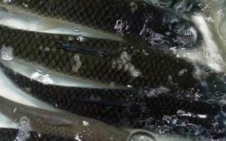 水庫草魚一年能長多少斤，一年的時間可以長到3斤以上