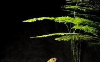 耐陰的室內(nèi)花卉常見(jiàn)種類(lèi)，常見(jiàn)的有綠蘿、君子蘭等