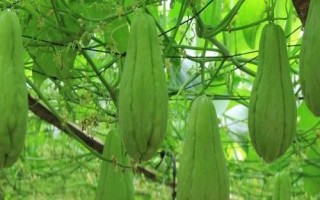 佛手瓜的產(chǎn)地在哪，既可做菜又能當水果