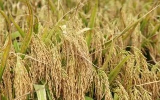 新粳伊20號水稻種簡介，全生育期155天左右