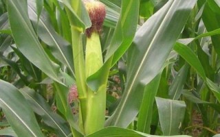 德科501玉米種子簡介，適宜密度為每畝5000株左右