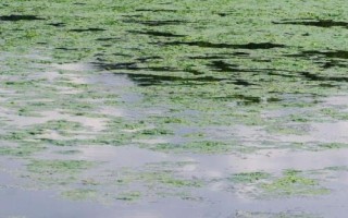 水產(chǎn)養(yǎng)殖中藻類生長過旺怎么抑制，可換水清藻或防治水肥等