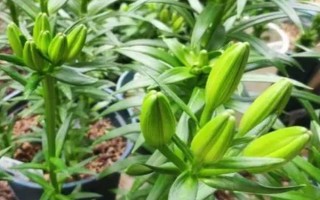 百合怎么種植，播種前需要用藥物涂抹種子