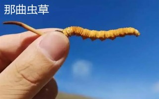 西藏那曲市的特產(chǎn)，酥油是藏族人不可缺少的食品