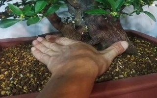 金豆盆景的養(yǎng)殖方法，栽種時(shí)可往金豆底部涂抹適量的生根粉