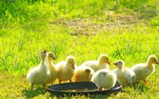 飼養(yǎng)雛鵝要注意什么，放在環(huán)境良好的育雛室內(nèi)養(yǎng)護