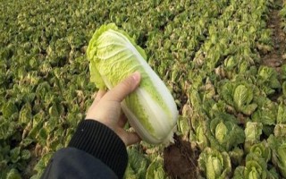 娃娃菜一畝能產(chǎn)多少斤，畝產(chǎn)量在12000-24000斤