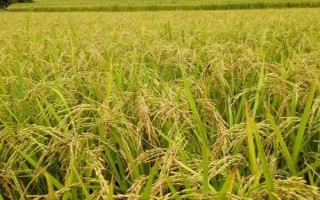新稻38號水稻品種簡介，全生育期應(yīng)以淺水灌溉為主