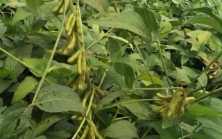 撫豆29大豆品種簡介，在遼寧省春播種植