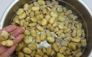 蠶豆什么時(shí)候種植，不同的地區(qū)種植時(shí)間不同