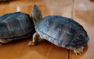 麝香龜喂什么好，動物性、植物性和合成飼料均可