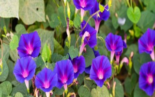 牽牛花的簡(jiǎn)介，屬于一年生纏繞草本植物