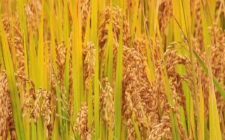 T優(yōu)5128水稻品種的特性，大田用種量每畝1.5公斤