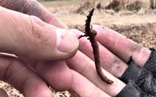 釣魚掛蚯蚓的方法，常見以下3種方法