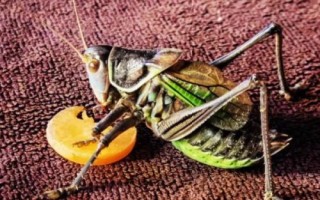 秋天有哪些益蟲，包括蟈蟈、蜜蜂、螳螂等常見種類